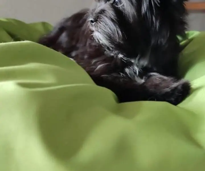 Jorkšyro terjero ,juodos spalvos jorkšyro šuniukai - Image 5