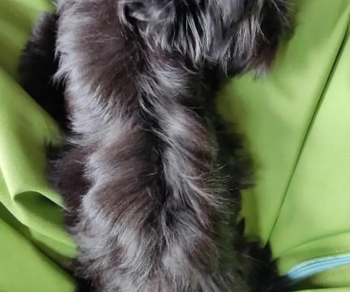 Jorkšyro terjero ,juodos spalvos jorkšyro šuniukai - Image 8